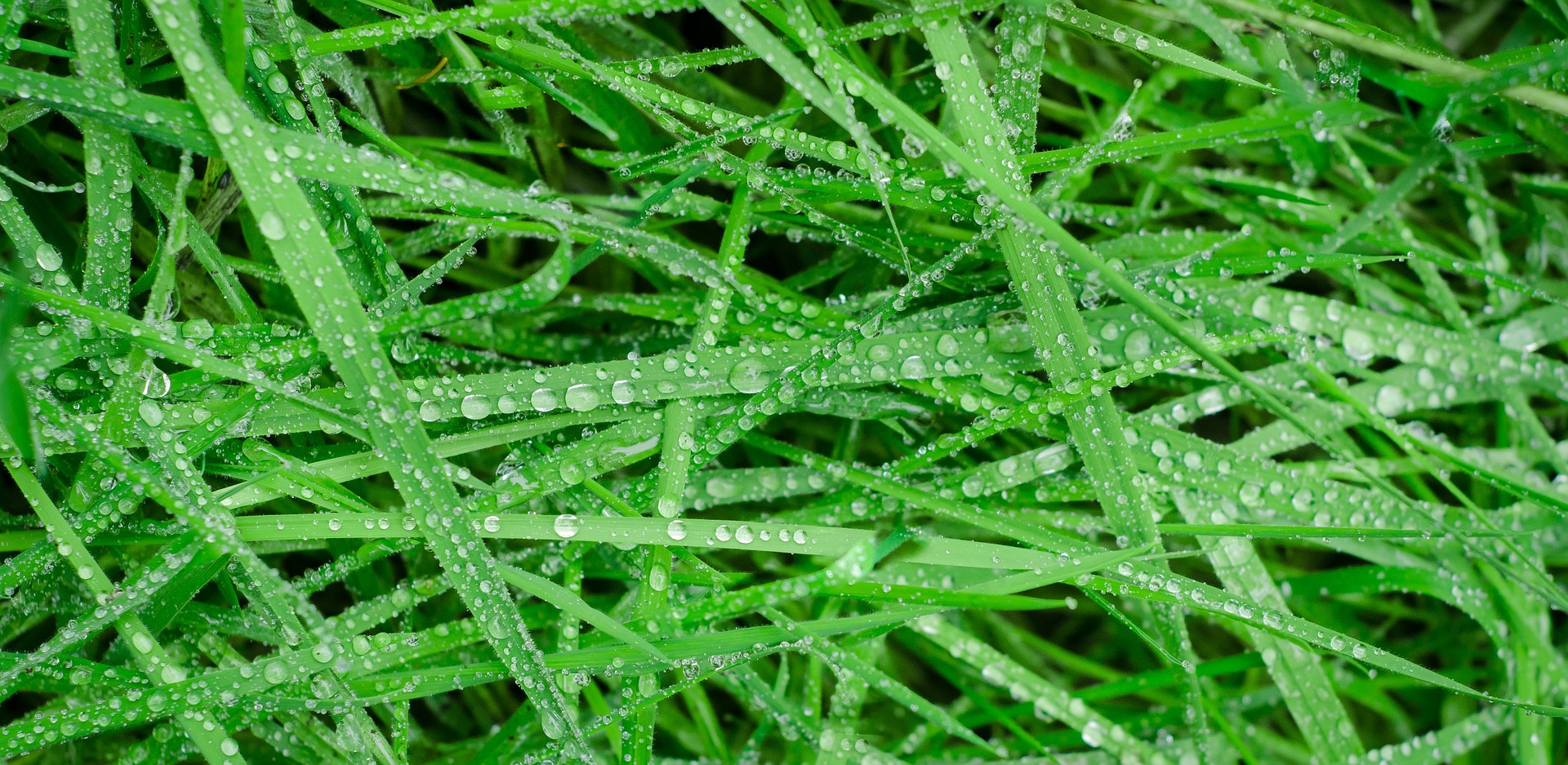 grass-based-polymers