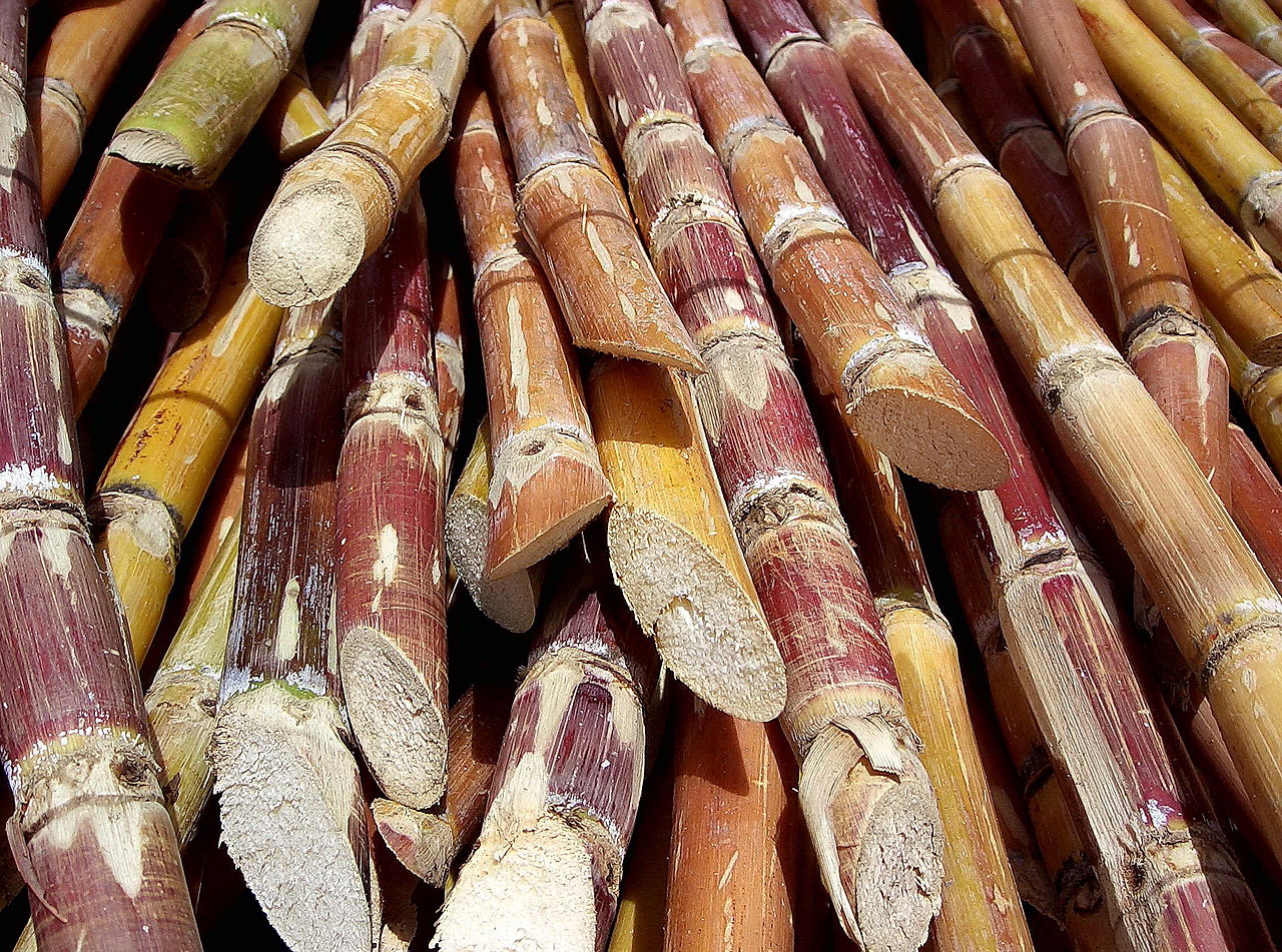 sugarcane-ethonol